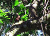 Svartbuetrelper (Campylorhamphus falcularius)