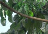 Grnnbrillet spurvepapegye (Forpus xanthopterygius)