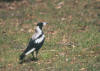 Australian Magpie, Plystreskjre Gymnorhina tibicen