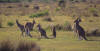 Eastern Grey Kangaroo, Gr kjempekenguru Macropus giganteus