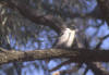 Grey Butcherbird, Grryggslakterfugl Cracticus torquatus