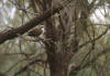 Grey-crowned Babbler, Grkronelarmtrost Pomatostomus temporalis
