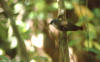 Grey-headed Robin, Sotkinnflueskvett Heteromyias albispecularis cinereifrons