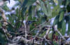 Little Friarbird, Smmunkefugl Philemon citreogularis