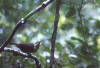 Female Paradise Riflebird, Skjellbukparadisfugl Ptiloris paradiseus