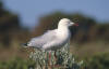 Silver Gull, Australmke Larus novaehollandiae