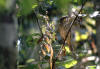 Tooth-billed Catbird, Tannkattefugl Scenopoeetes (Ailuroedus) dentirostris