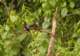 blackandredbroadbillhvitskulderbrednebbcymbirhynchusmacrorhynchos_small.jpg