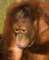 orangutanorangutangpongopygmaeus2_small.jpg