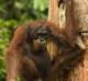 orangutanorangutangpongopygmaeus3_small.jpg