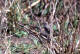 Taigatrost ('Svartstrupetrost'), Turdus ruficollis atrogularis