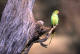 Halsbndparakitt, Psittacula krameri