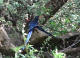 Grnnkakelar, Phoeniculus purpureus