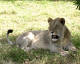 Lve, Panthera leo