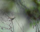 Mandarinsanger (Phylloscopus sichuanensis)