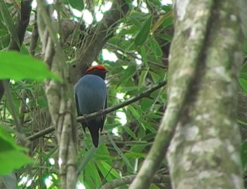 Blmanakin (Blue Manakin); Iguaz NP