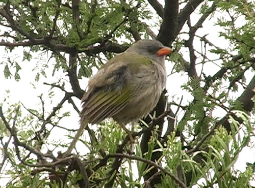 Pampasspurv (Great 'Olivaceous' Pampa-Finch); near Mendoza
