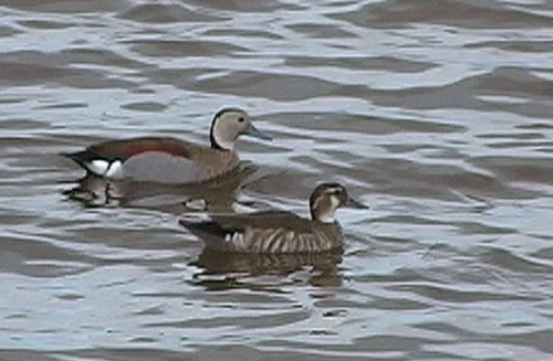 Prydand (Ringed Teal), Costanera del Sur