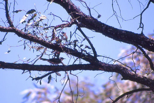 Black-eared Cuckoo, Svartregjk Chrysococcyx osculans