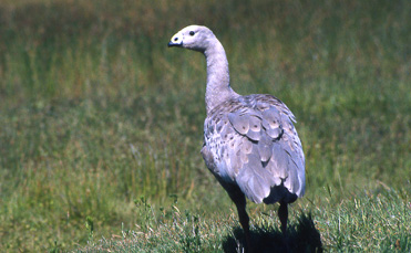 Hnsegs (Cape Barren Goose)