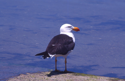 Pacific Gull, Tykknebbmke Larus pacificus