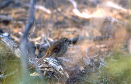Srkrattskvett (Southern Scrub-robin)