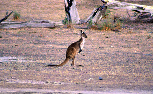 Western Gray Kangaroo, Mrk kjempekenguru Macropus fuliginosus