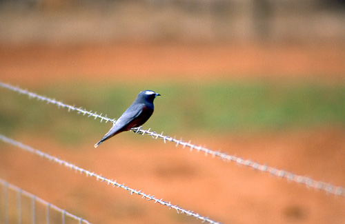 White-browed Woodswallow, Hvitbrynsvalestr Artamus superciliosus