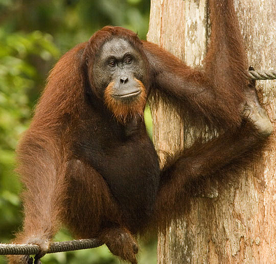 Orangutan_Borneo0380120905.jpg