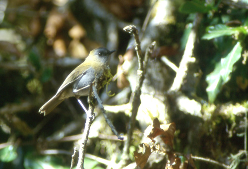 Svartnebbskogtrost (Black-billed Nightingale-Thrush)