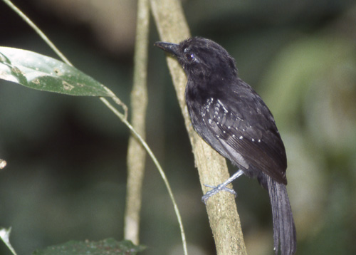 Kullmaurvarsler (Black-hooded Antshrike); male