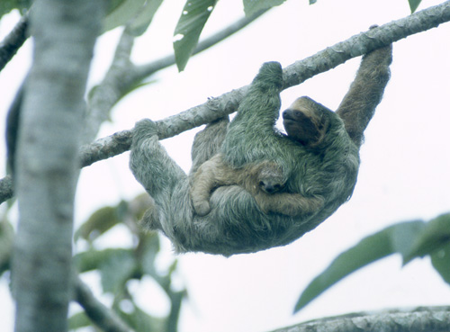 Brunstrupedovendyr (Brown-throated Sloth)