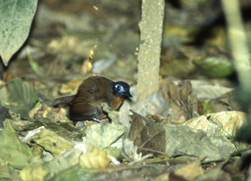 Kastanjeryggmaurfugl (Chestnut-backed Antbird)
