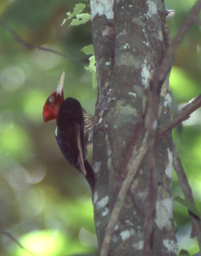 Mayaspett (Pale-billed Woodpecker)