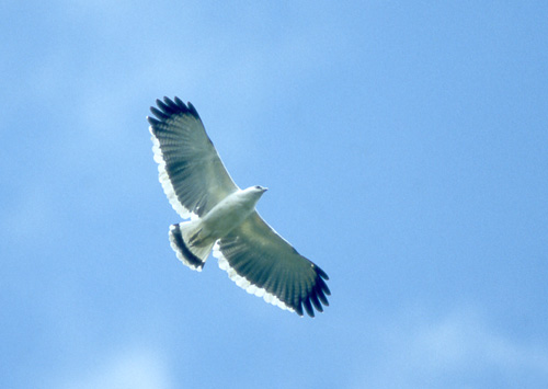Hvitvåk (White Hawk)