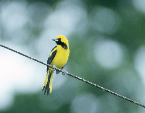 Gulhaletrupial (Yellow-tailed Oriole)