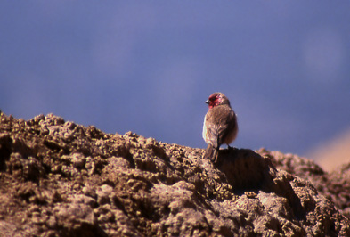 rkenrosenfink (Pale Rosefinch); Xining Beishan