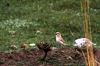 Brunrefjellspurv (Red-necked Snowfinch); Koko Nor