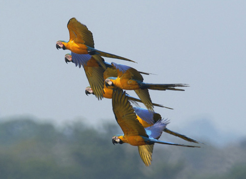 Blgulara (Blue-and-yellow Macaw) (Foto: Ketil Knudsen)