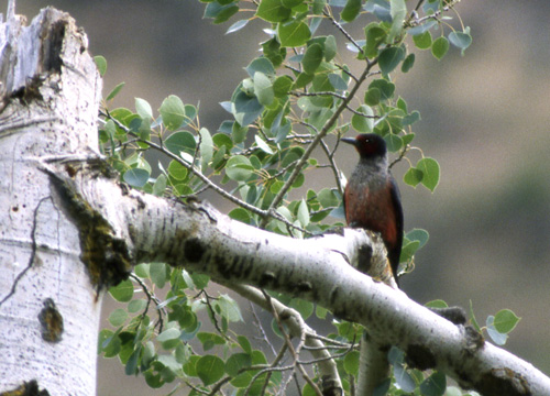 Fluesnapperspett (Lewis' Woodpecker); Salmon River Valley, Idaho