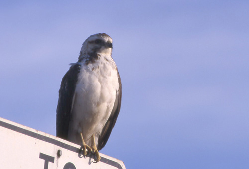 Rdhalevk (Red-tailed "Krider's" Hawk); Denver, Colorado